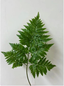 高山羊齿