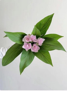 姜荷花