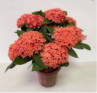 龙船花