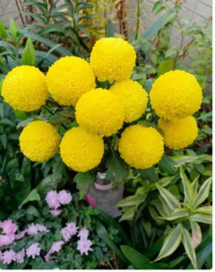 乒乓非洲菊