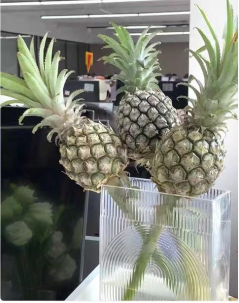 小菠萝