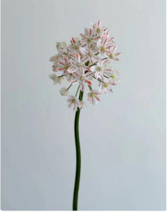 小葱花