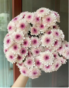 小菊