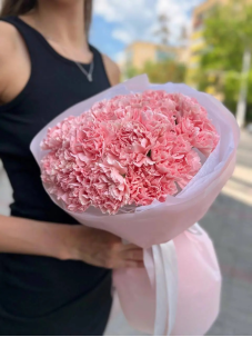 Carnation flower