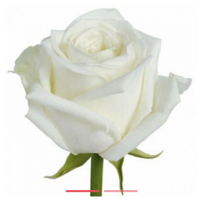 Rose (Avalanche) Belarus