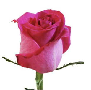 Rose "Leila"