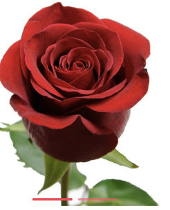 Rose Freedom Ecuador