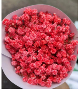 Babysbreath-red