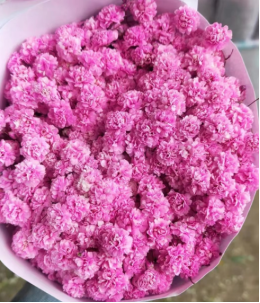 Babysbreath-pink