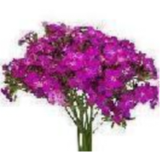Barbatus-Purple