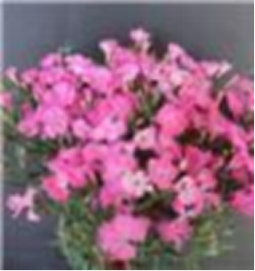 Barbatus-pink