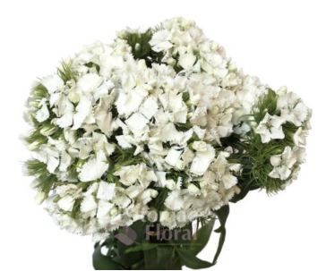 Barbatus-white
