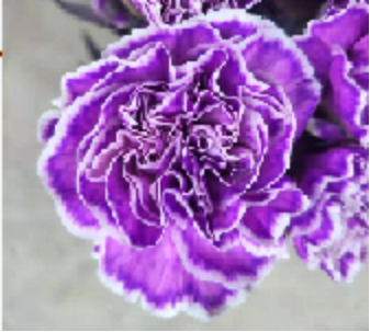 Carnation