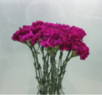 Carnation