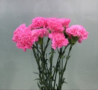 Carnation