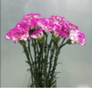 Carnation