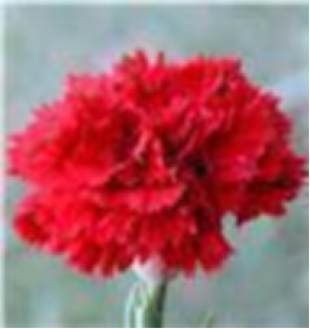 Carnation