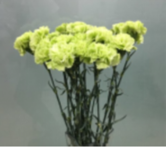 Carnation