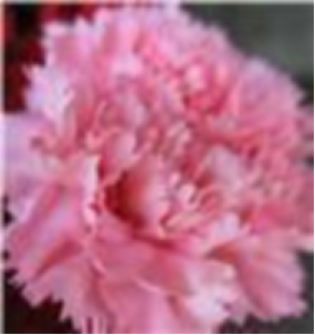 Carnation