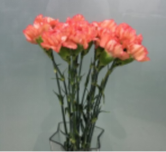 Carnation