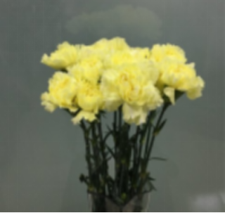 Carnation