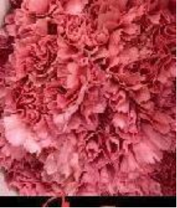 Carnation