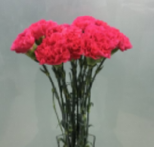 Carnation