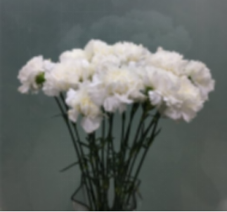 Carnation