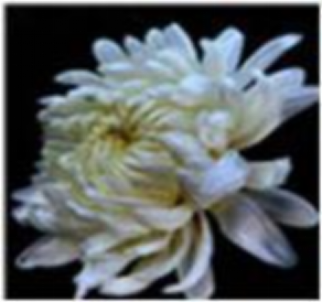 Chrysanthemum-white