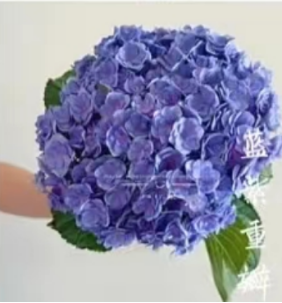 Hydrangea sea-blue