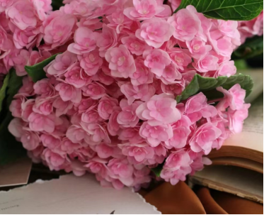Hydrangea sea-pink
