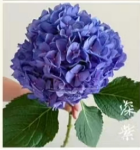 Hydrangea sea-purple