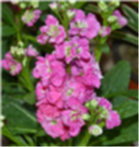 Violet -light pink