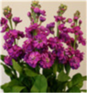 Violet -deep pink