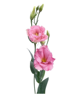 lisianthus