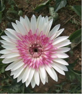 daisy