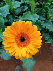 daisy