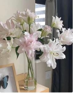 Lilium