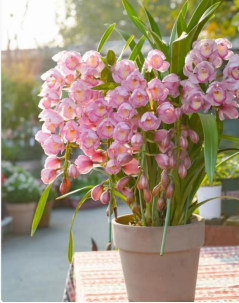 Cymbidium