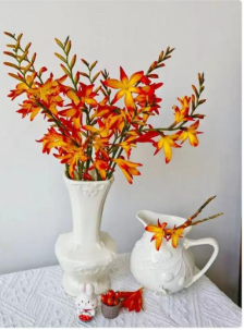 Gloriosa