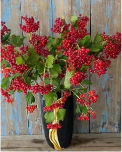 Viburnum
