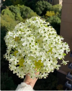 Ornithogalum thyrsoides